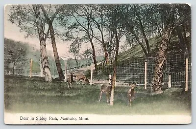 Mankato Minnesota~Deer In Sibley Park~Deer Rubs On Tree~c1910 Postcard • $8
