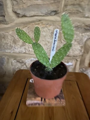 £6 • Buy Opuntia Jamaicensis Prickly Pear