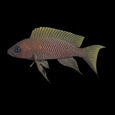 Neolamprologus Falcicula | Lake Tanganyika Cichlid • £18.98