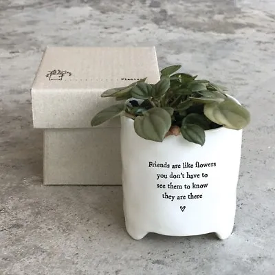 East Of India Planter With Gift Box 'Friends Are Like Flowers'. • £13.99
