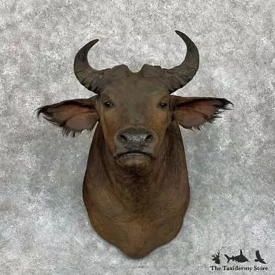 #23486 P | African Forest Buffalo Taxidermy Shoulder Mount For Sale • $7795