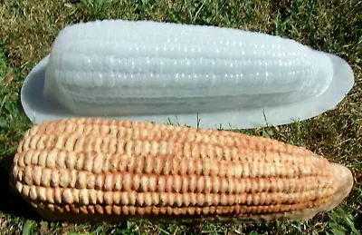 Corn On Cob Mold For Plaster & Concrete Casting Large Mould  22 L X 6 W X 5 H • $72.95