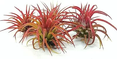 5 Pack Ionantha Fuego Red Air Plants - Low Maintenance - Exotic Variety • $9.99