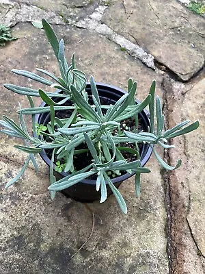 £4 • Buy English Lavender Plant Well Rooted ( Happy Customers See Feedback)