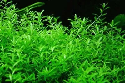 $9.95 • Buy Pearlgrass Carpet Live Aquarium Plants Fish Tank Pond Beginner Pearlweed Guppy