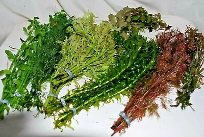 £10.45 • Buy Bunched & Weighted Live Aquarium Plants | Aquatic Coldwater Fish Tank Ring Lead