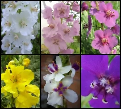 Verbascum And Lupin Seeds -  Summer Border Flowers • £2.34