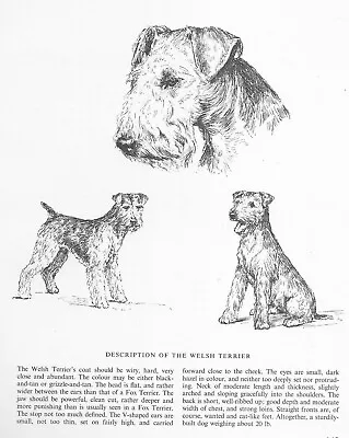 Welsh Terrier Sketch - CUSTOM MATTED - 1963 Vintage Dog Art Print  • $17.95