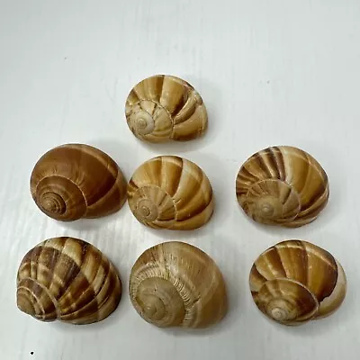 Vintage Tiger NAUTILUS Sea Shell With Stripes Beach Decor Lot Of 7 • $11