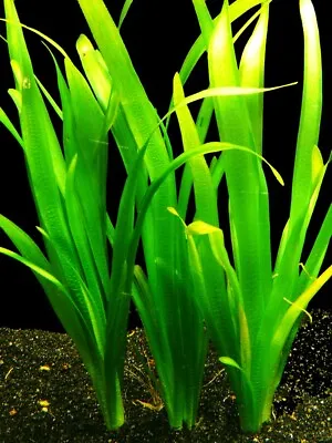 £4.92 • Buy 1 X GIANT VALLIS VALLISNERIA GIGANTEA Live Aquarium Fish Tank Aquatic Plants 