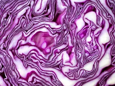 Cabbage Red Drumhead Vegetable Seeds 500 Fresh Red Cabbage Seeds For Growing UK • £2.15