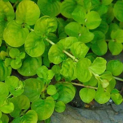 £4.95 • Buy Pack X6 Creeping Lysimachia Perennial Garden Trailing Plug Plants