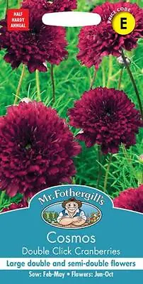 Cosmos Double Click Cranberries 25 Fresh Seeds    Cosmos Seeds    Flower Seeds • £2.55