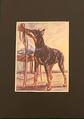 Doberman Pinscher - MATTED | FRAMED | READY TO GIFT - New Vintage Dog Art Print • $29