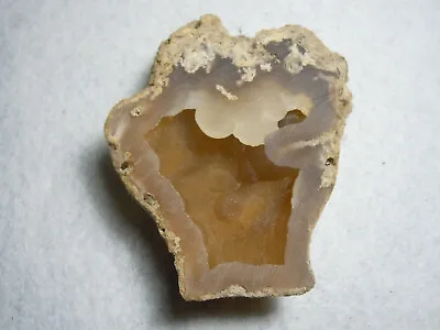 Coral Stone Sawed Chalcedony Druzy Quartz Fossil Ancient Florida USA  93.8 Grams • $45