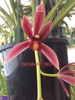 $110 • Buy Cymbidium Orchid  DAYANUM  'RED FORM'  - 2 SPIKES