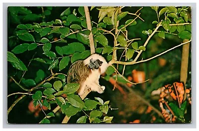 Miami Florida Cottontop Marmoset Monkey Jungle Wildlife Animal • $9.99