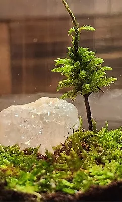 DIY Live Tree Moss Terrarium Kit Fairy Garden Natural Crystal Ecosphere • $11