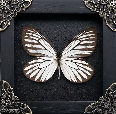 Butterfly Lovers Gothic Wall Decor Taxidermy Insect Framed Entomology Gifts • $32.30