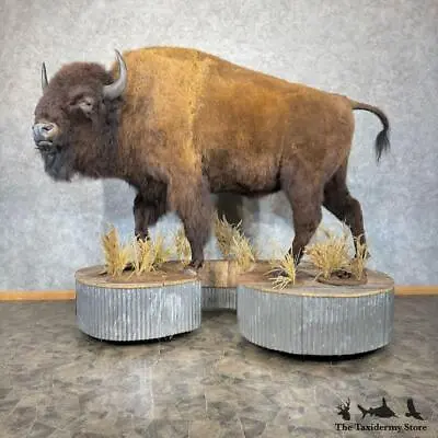 #28909 WC | American Buffalo Life-Size Taxidermy Mount For Sale • $32495