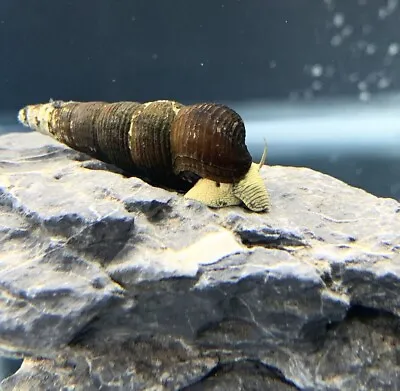 2 Yellow Poso Rabbit Snails (Tylomelania Sarasinorum) - Elephant Snail • $17.99