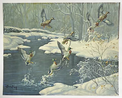 VTG Art Print Mallard Ducks In Flight Heading South By Louis Darling Water Woods • $14.36