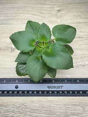 African Violet Plant  “LE-Stella” Semiminiature • $8.99