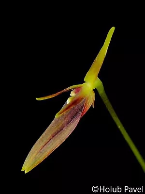 Barbosella Dolichorhiza Small Orchid Mounted • $28.05