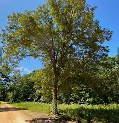  Live Starter Trees For Landscaping Oak Varieties Sweet Gum Mimosa. • $35