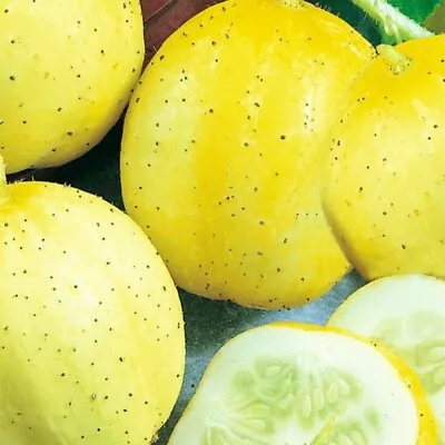 Lemon Cucumber Seeds | NON-GMO | Heirloom | Fresh Garden Seeds • $160