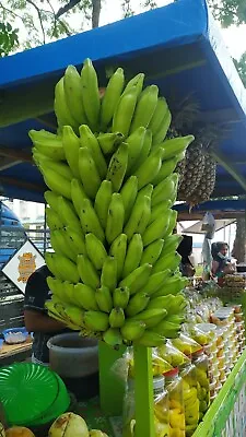 Plantain Banana  Musa Balbiniana  5 Seeds  USA Company • $10.99