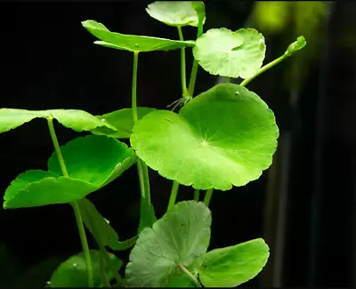 Brazilian Pennywort - Hydrocotyle Leucocephala Live Aquarium Plants BUY2G1FREE • $3.29