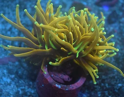 Live Coral Frag Colony Wysiwyg Supa Fire Torch 2 Mouths • $250