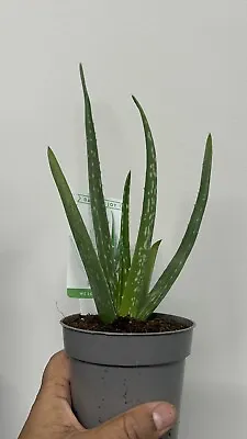 Aloe Vera House Plant Indoor Medicinal 10.cm Pot • £6.50