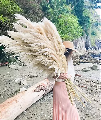 Pampas Grass Large Beige Cream Fluffy Tall Dried XL Natural Plant 120cm ( 1 ) • £10.85