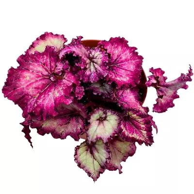 Harmony's Pink Persuasion 6 Inch Begonia Rex Deep Pink Gnarly Curly Leaves • $43.74