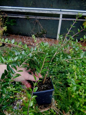 £40 • Buy 20 X Lonicera Pileata Hedging Plants In Pots Evergreen Peat Free Lincolnshire