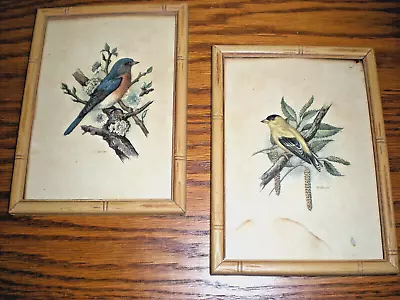 Vintage Pair Of 1950s BIRD WALL ART PRINTS W/Bamboo-Like Frames By P. H. Gonner • $24.99