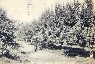 Rppc Southern Oregon Apple Orchard Posted 1908 Harvest Farm Medford Germany • $15