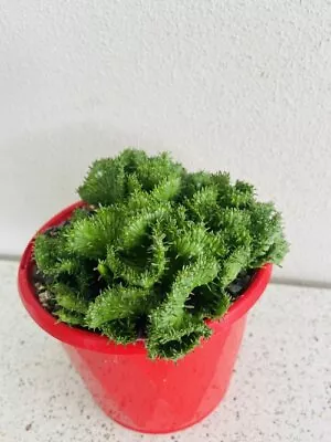 Euphorbia Flanaganii Crested Form • $34.90