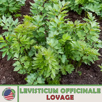 175 Lovage Seeds Heirloom Culinary & Medicinal Herb Genuine USA • $3.25