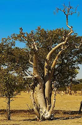 Moringa Oleifera Rare Flowering Drumstick Tree Bonsai Exotic Plant Seed 15 Seeds • $9.99