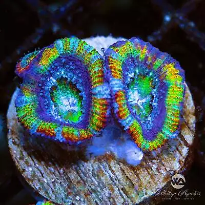 WA Yellow Fever Acan - Live Coral Frag • $98.99