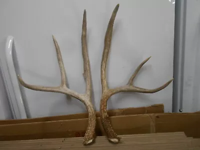 HUGE TALL 3x3  Mule DEER SHEDS Antlers  Whitetail Rack Mount Elk Taxidermy • $185