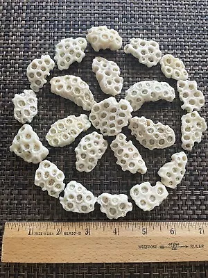 $9.99 • Buy Dried Brain CORALS Fossil Beach Ocean Sea Reef Fish Tank Aquarium Decoration
