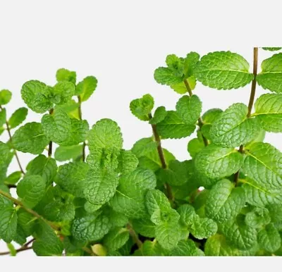 20+ Peppermint Seeds Mentha Mint  Non-GMO Heirloom Perennial Herb • $0.99