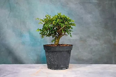CHINESE ELM Pre-Bonsai Tree! Cold Hardy! Small Leaves! Great For Shohin! • $35