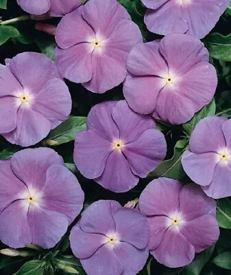 50 Vinca Seeds Vinca Sunstorm Light Blue Annual Flower Seeds • $4.25