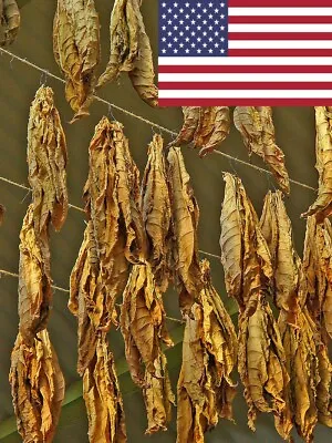 1000 Gold Leaf 939 Tobacco Seeds ~ Bright Leaf Nicotiana Tabacum ~ Good Yields! • $3.99