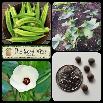 20+ ORGANIC OKRA SEEDS (Abelmoschus Esculentus) Heirloom Clemson NON GMO • $4